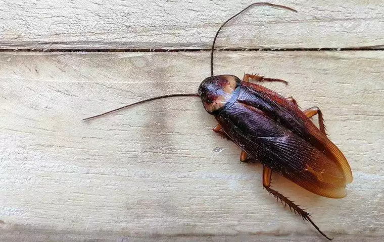 Why Are Cockroaches Attracted to Drains and Bathrooms?