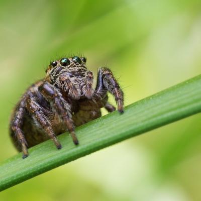 jumping spider