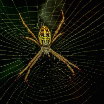 orb weaver