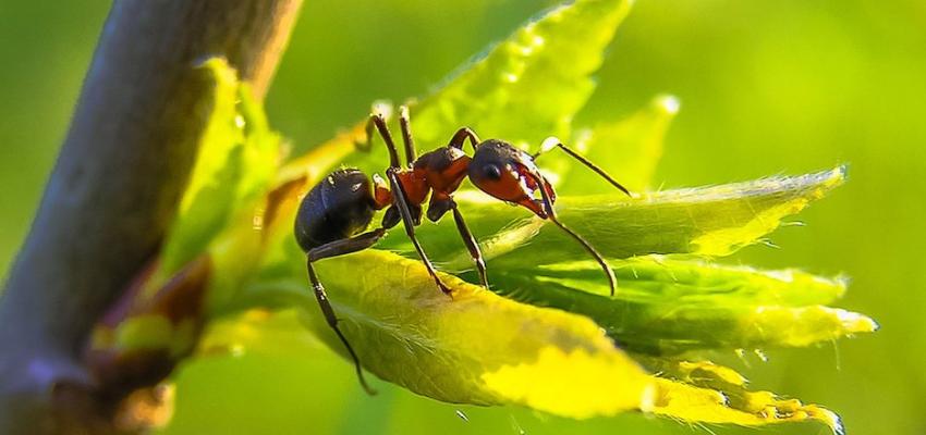 leaf cutter ant