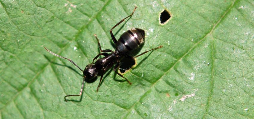 Argentine Ants