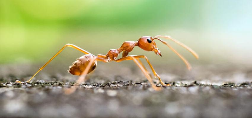 fire ant