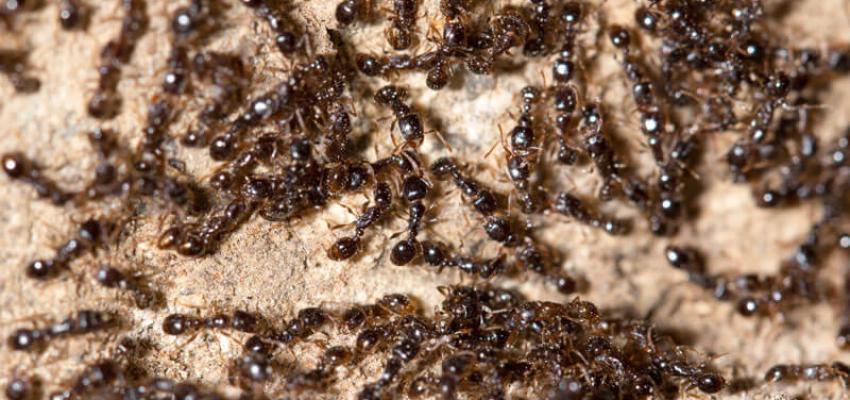 crazy ants