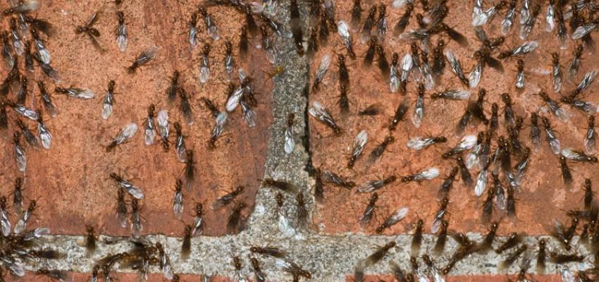 pavement ant