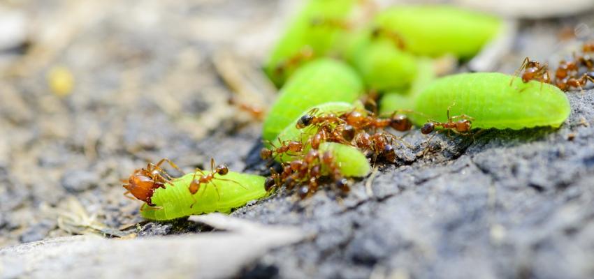 Pharaoh Ants