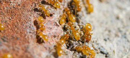 citronela ant