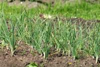 garlic