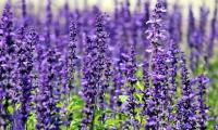lavendar