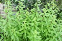lemon verbena