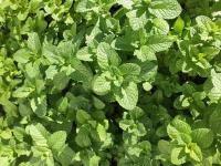 mint