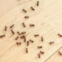 ants on a wood floor