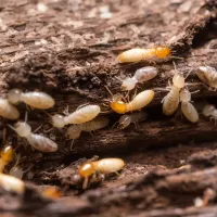 Termite swarm