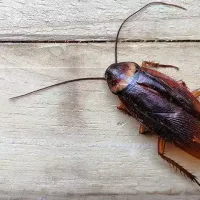 American Cockroach on wooden table