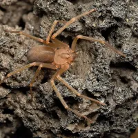 brown recluse