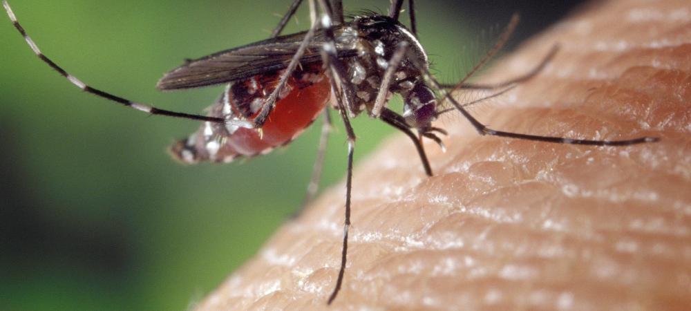 mosquito