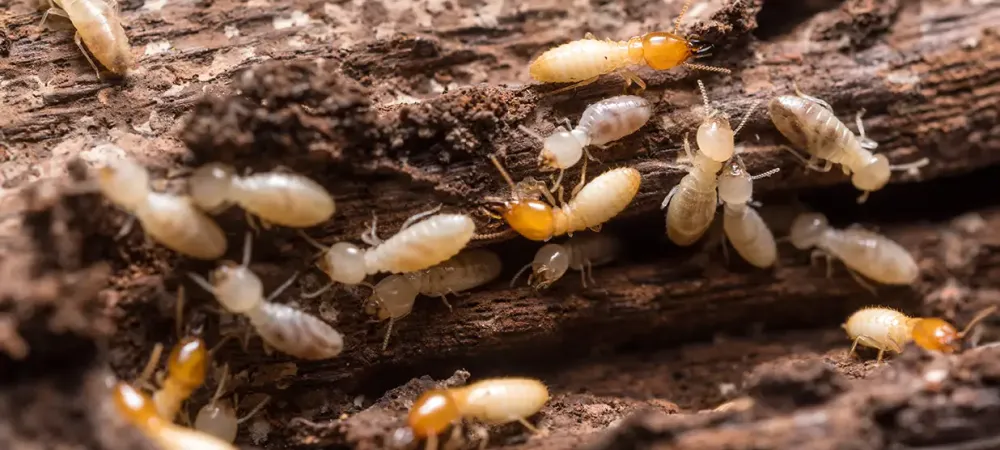 Termite swarm