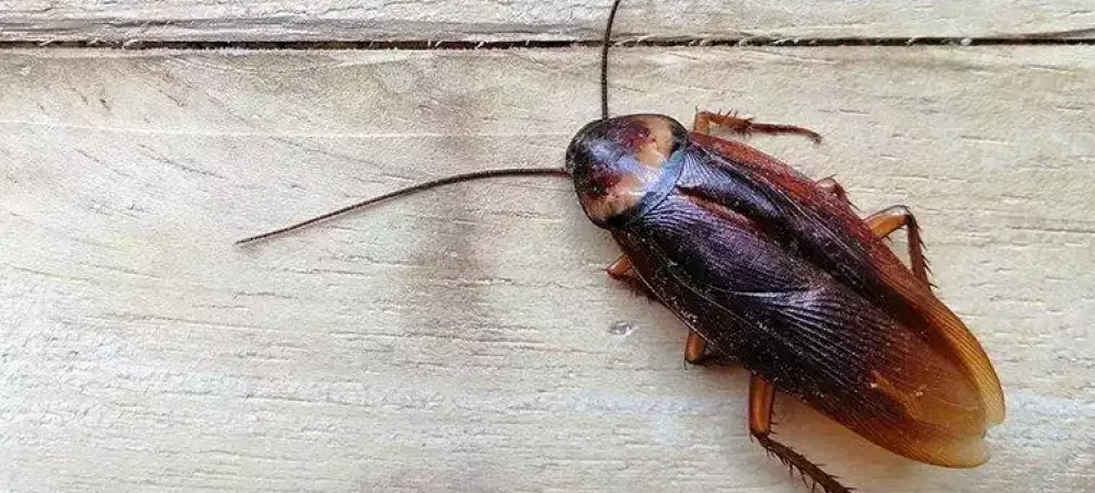 American Cockroach on wooden table