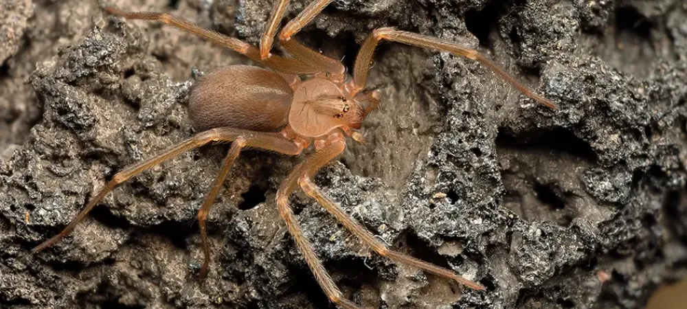 brown recluse