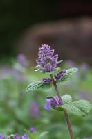 catnip