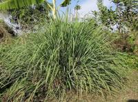 citronella